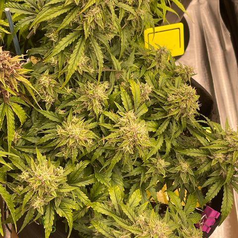 Charlottes Angel CBD Auto growlog timeline photo