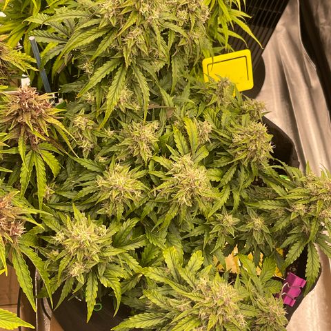 Charlottes Angel CBD Auto growlog timeline photo