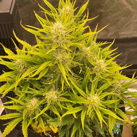 Gorilla Girl XL Auto growlog timeline photo