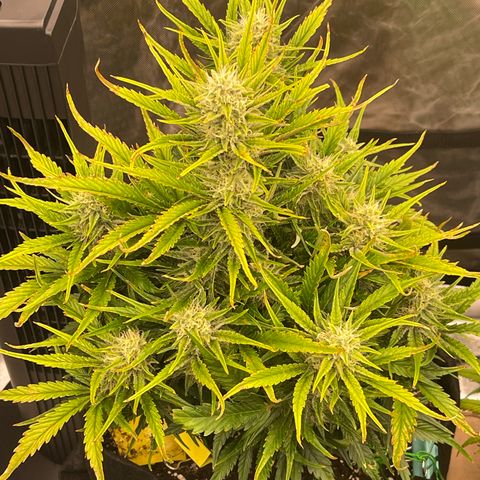 Gorilla Girl XL Auto growlog timeline photo