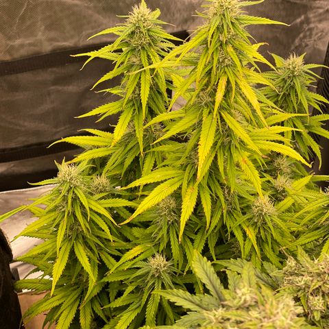 Alaskan Purple Auto growlog timeline photo