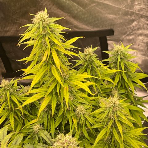 Alaskan Purple Auto growlog timeline photo