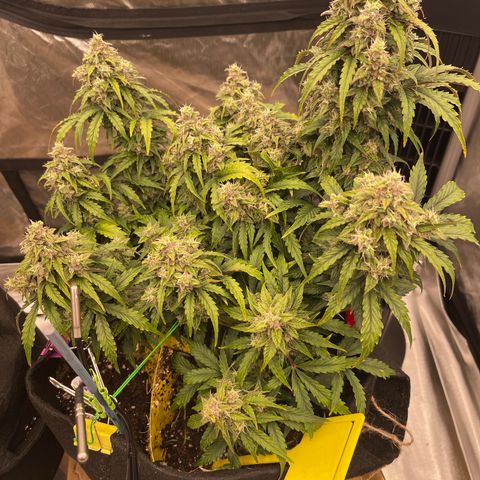 Charlottes Angel CBD Auto growlog timeline photo