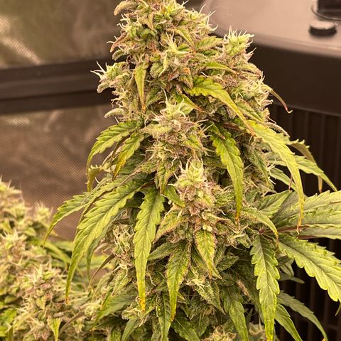 Charlottes Angel CBD Auto growlog timeline photo