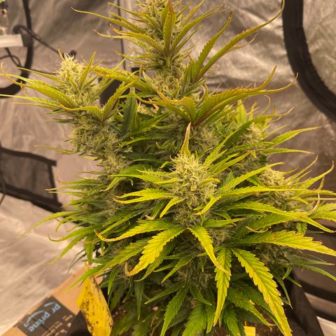 Gorilla Girl XL Auto growlog timeline photo