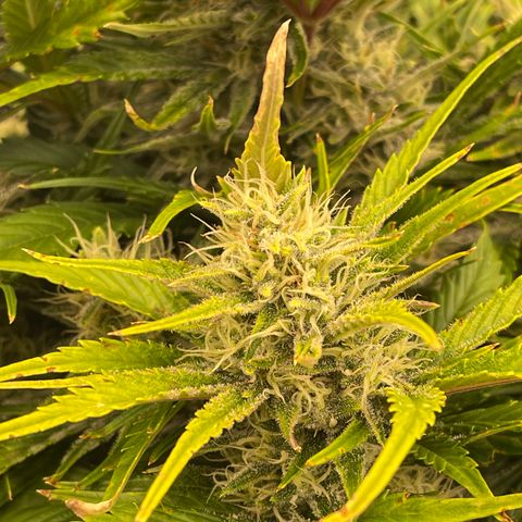Gorilla Girl XL Auto growlog timeline photo