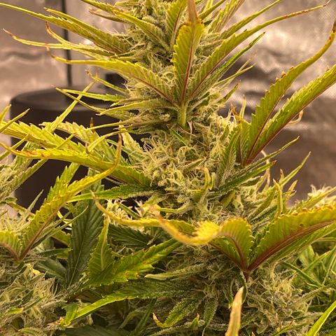 Gorilla Girl XL Auto growlog timeline photo