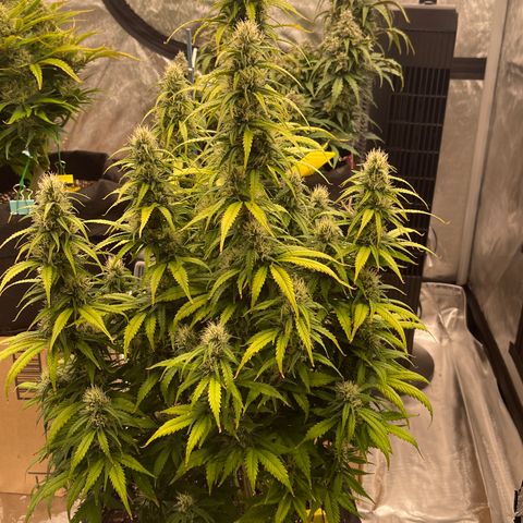 Alaskan Purple Auto growlog timeline photo