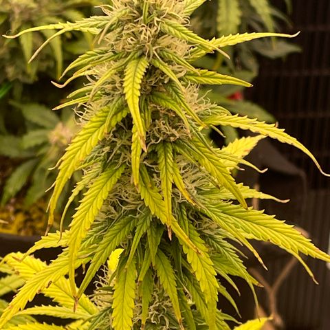 Alaskan Purple Auto growlog timeline photo