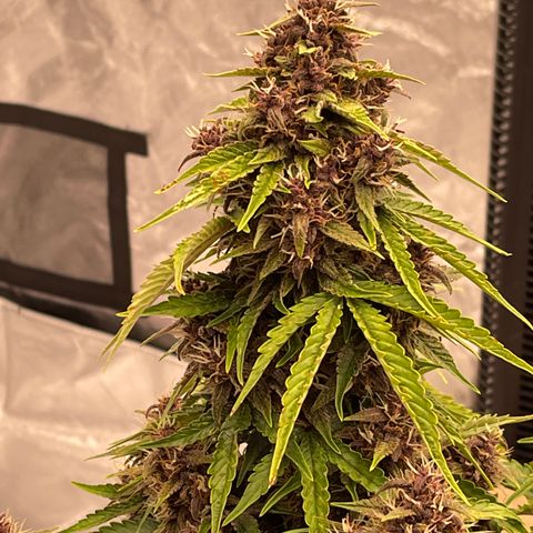 Pink Kush 2 growlog timeline photo
