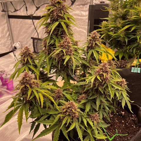 Pink Kush 2 growlog timeline photo