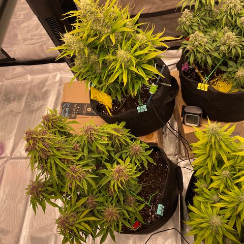 Pink Kush 2 growlog timeline photo