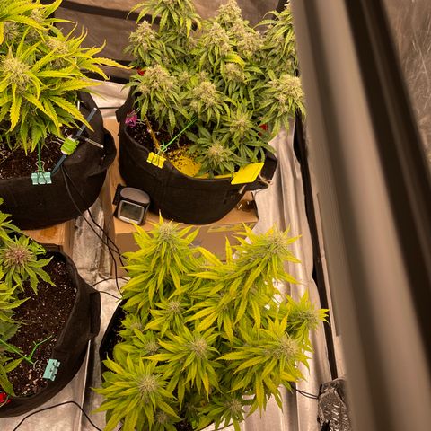 Pink Kush 2 growlog timeline photo