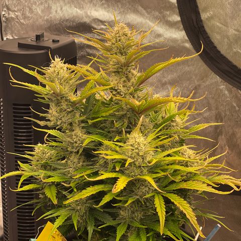 Gorilla Girl XL Auto growlog timeline photo