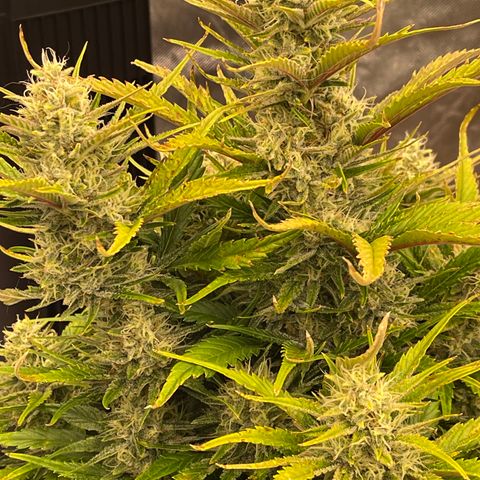 Gorilla Girl XL Auto growlog timeline photo