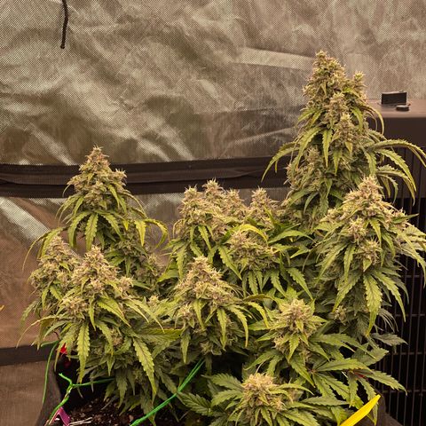 Charlottes Angel CBD Auto growlog timeline photo