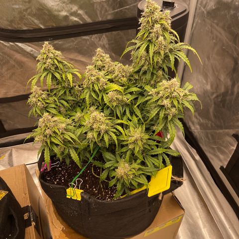Charlottes Angel CBD Auto growlog timeline photo