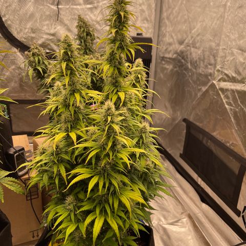 Alaskan Purple Auto growlog timeline photo