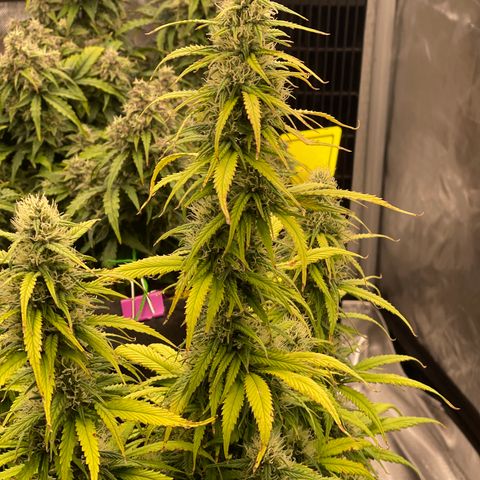 Alaskan Purple Auto growlog timeline photo