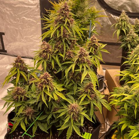 Pink Kush 2 growlog timeline photo