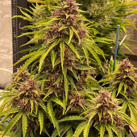 Pink Kush 2 growlog timeline photo