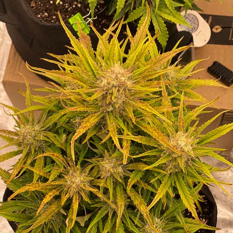 Gorilla Girl XL Auto growlog timeline photo