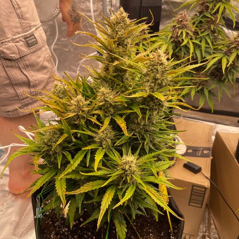 Gorilla Girl XL Auto growlog timeline photo