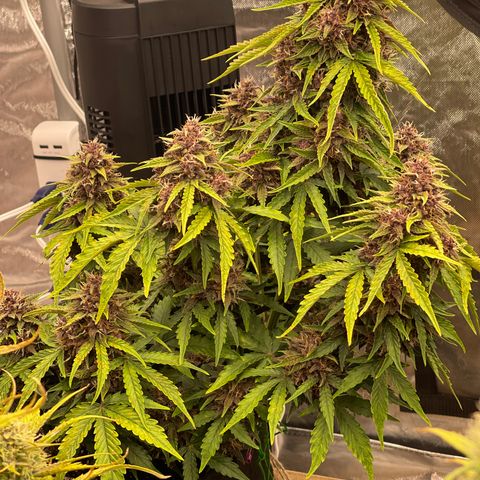 Pink Kush 2 growlog timeline photo