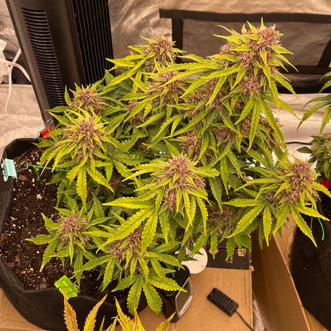 Pink Kush 2 growlog timeline photo