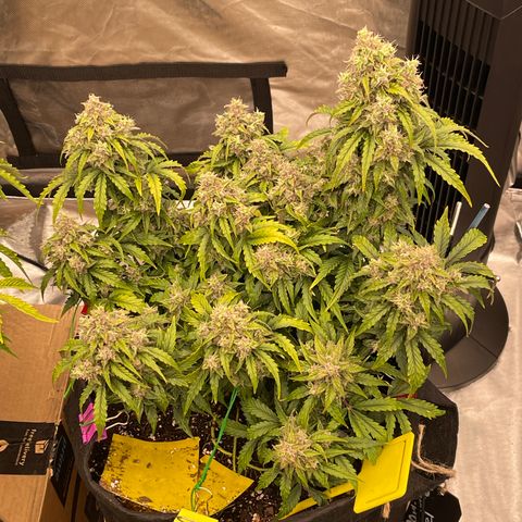 Charlottes Angel CBD Auto growlog timeline photo
