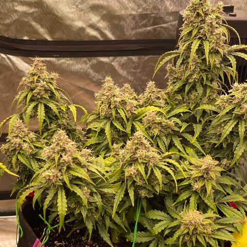 Charlottes Angel CBD Auto growlog timeline photo