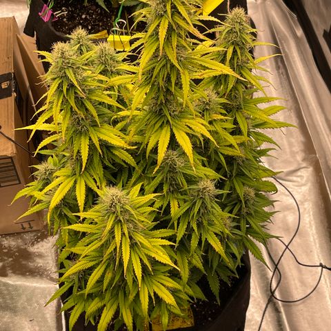 Alaskan Purple Auto growlog timeline photo