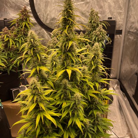 Alaskan Purple Auto growlog timeline photo