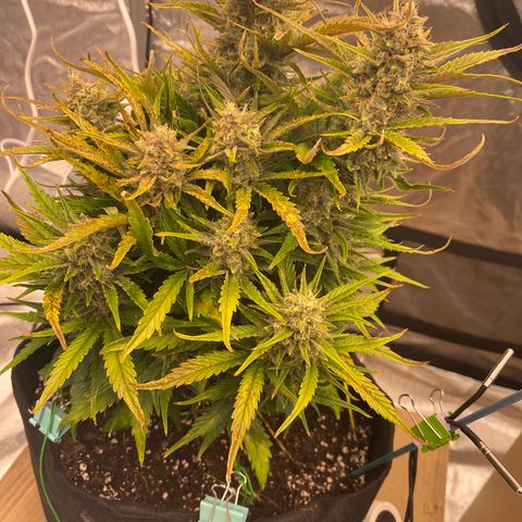 Gorilla Girl XL Auto growlog timeline photo