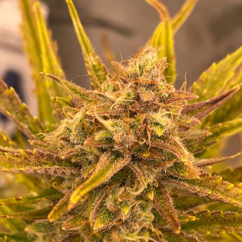 Gorilla Girl XL Auto growlog timeline photo