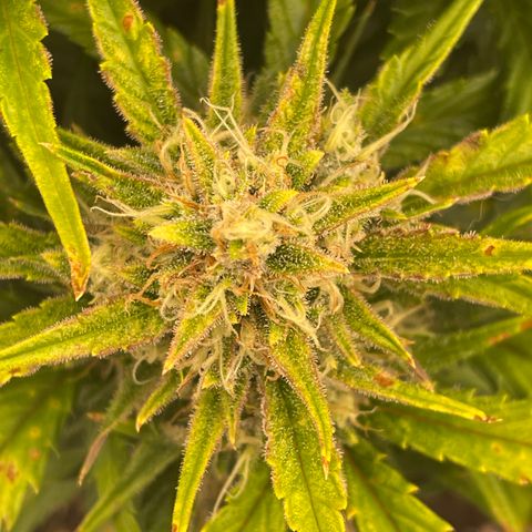 Gorilla Girl XL Auto growlog timeline photo