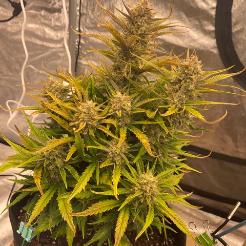 Gorilla Girl XL Auto growlog timeline photo