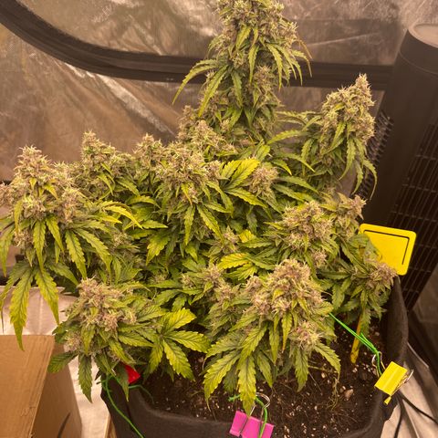 Charlottes Angel CBD Auto growlog timeline photo