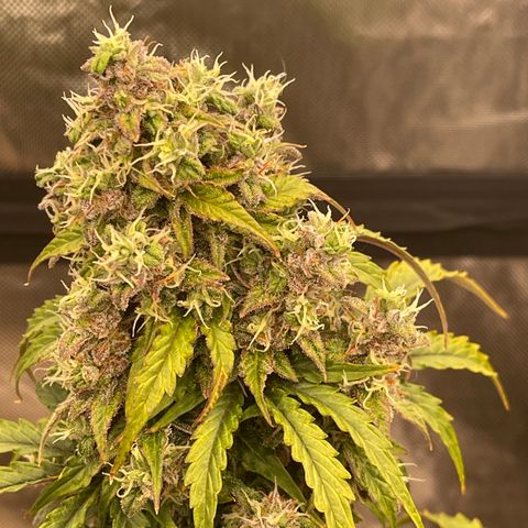 Charlottes Angel CBD Auto growlog timeline photo