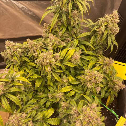 Charlottes Angel CBD Auto growlog timeline photo