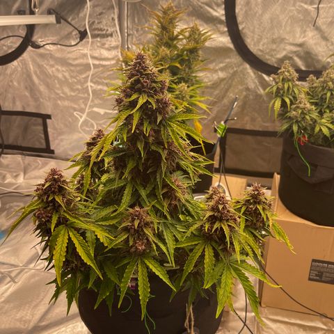 Pink Kush 2 growlog timeline photo