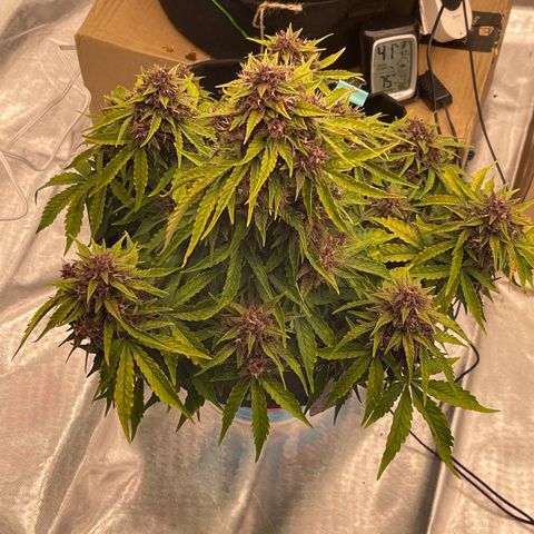 Pink Kush 2 growlog timeline photo