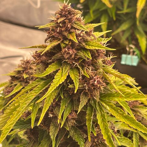 Pink Kush 2 growlog timeline photo
