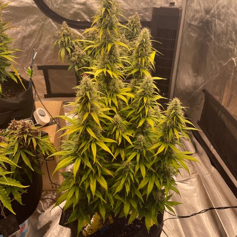 Alaskan Purple Auto growlog timeline photo