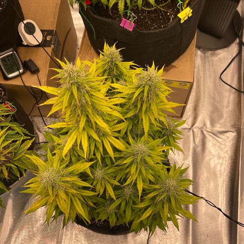 Alaskan Purple Auto growlog timeline photo