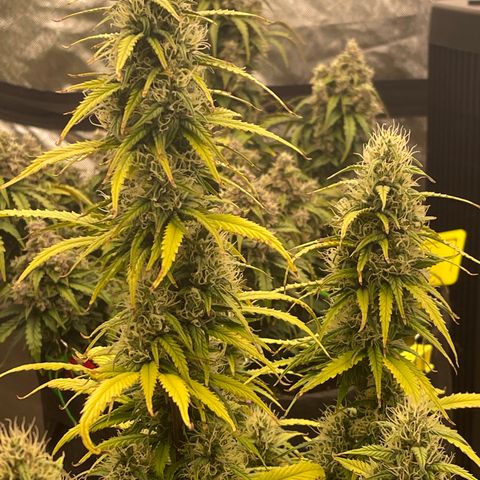 Alaskan Purple Auto growlog timeline photo
