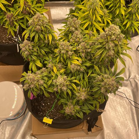 Charlottes Angel CBD Auto growlog timeline photo