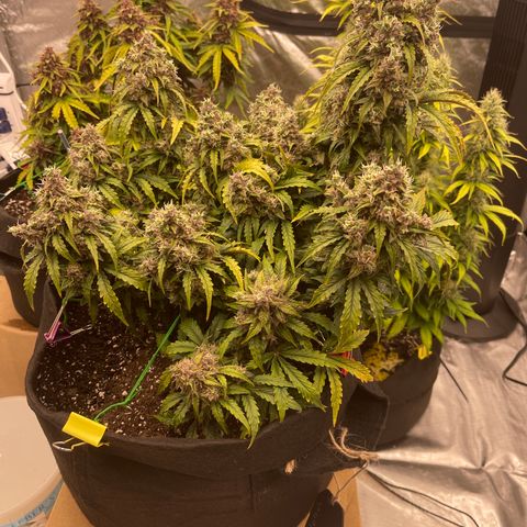 Charlottes Angel CBD Auto growlog timeline photo