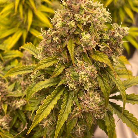 Charlottes Angel CBD Auto growlog timeline photo