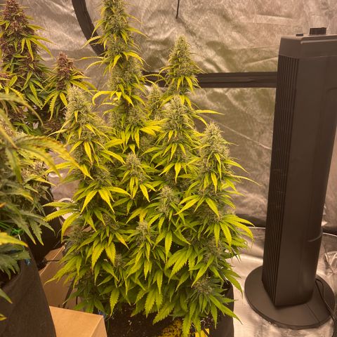 Alaskan Purple Auto growlog timeline photo